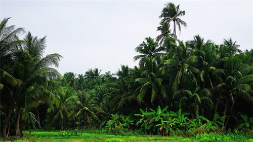 豆啡艾豆豆家私房蛋糕